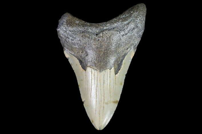 Fossil Megalodon Tooth - North Carolina #91141